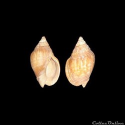 Nassariidae - Cyllene lamarcki (Cernohorsky, 1975)