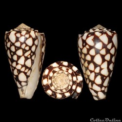 Conus marmoreus (Linné, 1758)