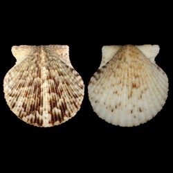 Pectinidae - Argopecten gibbus (Linnés, 1758)