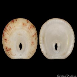 Fissurellidae - Fissurella punctata (Pérez Farfante, 1943)