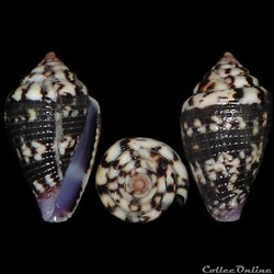Ductoconus (Arubaconus) hieroglyphus (Duclos, 1833)