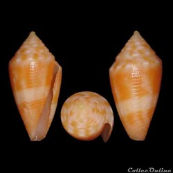 Jaspidiconus damasoi (Cossignani, 2007)