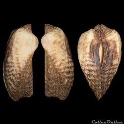 Arcidae - Arca noae (Linné, 1758)