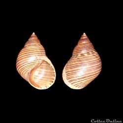 Littorinidae - Littoraria cingulifera (Dunker, 1845)