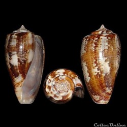 Gastridium cuvieri (Crosse, 1858)