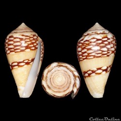 Lautoconus (Lautoconus) mercator (Linné, 1758)