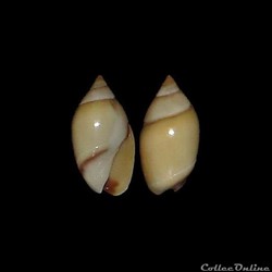 Olivellidae - Olivella minuta (Link, 1807)