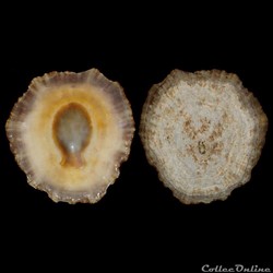 Patellidae - Patella rustica (Linné, 1758)