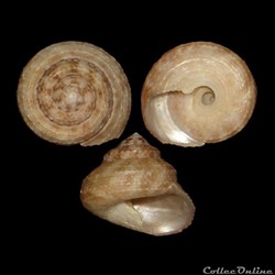 Turbinidae - Tegula lividomaculata (Adams, 1845)