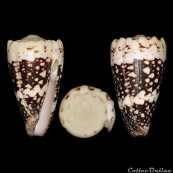 Conus cuyoensis (Lorenz & Barbier, 2012)
