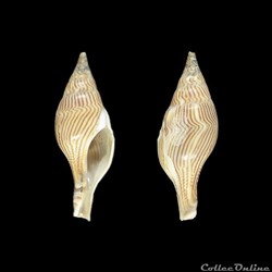 Clavatulidae - Tomellana lineata (Lamarck, 1818)