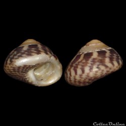 Trochidae - Steromphala umbilicalis (da Costa, 1778)