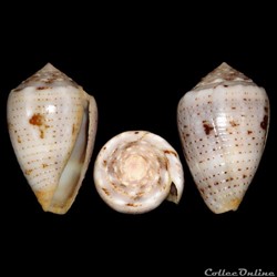 Virroconus coronatus (Gmelin, 1791)