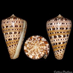Genuanoconus genuanus (Linné, 1758)