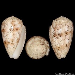 Puncticulis arenatus f. granulosus (Lamarck, 1822)