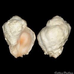 Coralliophilidae - Coralliophila galea (Dillwyn, 1823)