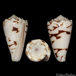 Conus crosseanus "batard" (Prigent, 1973)