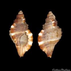Cymatiidae - Monoplex pilearis (Linné, 1758)