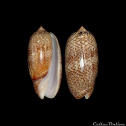 Olividae - Americoliva reticularis (Lamarck, 1811)