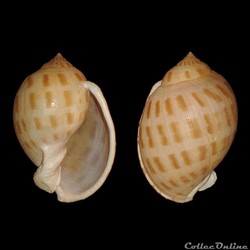 Cassidae - Semicassis bisulcata (Schubert & Wagner, 1829)