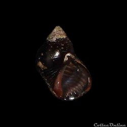 Planaxidae - Supplanaxis nucleus (Bruguière, 1789)