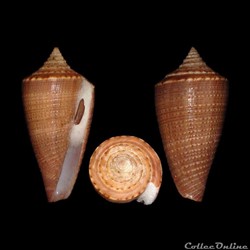 Calibanus furvus f. granifer (Reeve, 1849)