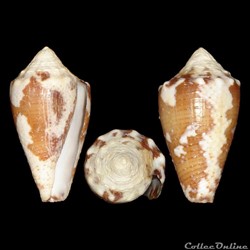 Conidae - Stephanoconus regius (Gmelin, 1791)