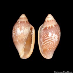 Marginellidae - Marginella aurantia (Lamarck, 1822)