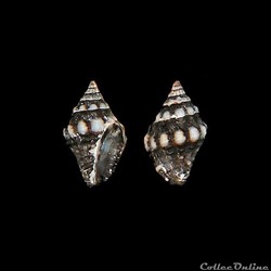 Pisaniidae - Engina turbinella (Kienner, 1845)