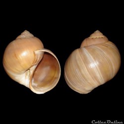 Naticidae - Euspira catena (da Costa, 1778)