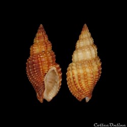 Nassariidae Photinae - Antillophos candeanus (d'Orbigny, 1842)