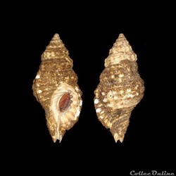 Cymatiidae - Monoplex corrugatus (Lamarck, 1816)
