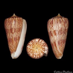 Phasmoconus (Phasmoconus) kuroharai (Habe, 1965)