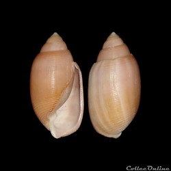 Actenoidae - Acteon tornatilis (Linné, 1758)