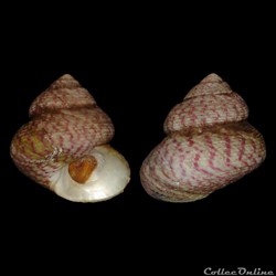 Trochidae - Steromphala divaricata (Linnaeus, 1758)