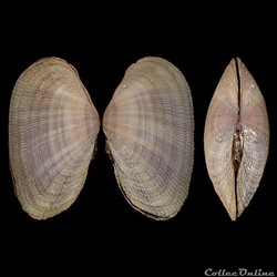 Psammobiidae - Asaphis deflorata (Linné, 1758)