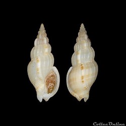 Nassariidae Photinae - Antillophos beauii (Fischer & Bernardi, 1857)