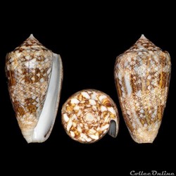 Cylinder victoriae (Reeve, 1843)