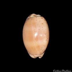 Cypraeidae - Luria cinerea (Gmelin, 1791)
