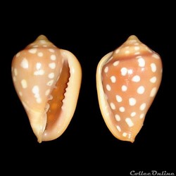 Marginellidae - Marginella goodalli (Sowerby I, 1825)