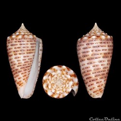Phasmoconus (Fulgiconus) cebuensis (Wils, 1990)