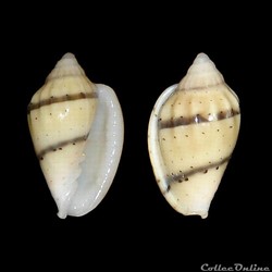 Marginellidae - Glabella bifasciata (Lamarck, 1822)