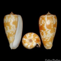 Phasmoconus (Phasmoconus) filamentosus (Reeve, 1849)
