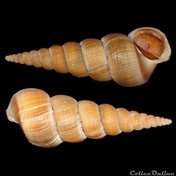 Epitoniidae - Amaea africana (Bouchet & Tillier, 1978)
