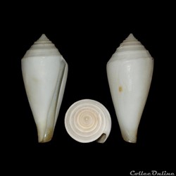 Endemoconus bozzettii (Lauer, 1991)