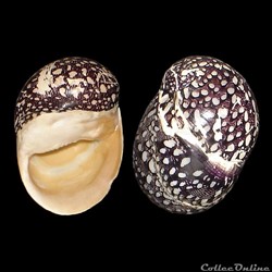 Neritidae - Nereina punctulata (Lamarck, 1816)