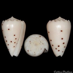 Puncticulis pulicarius (Hwass in Bruguière, 1792)