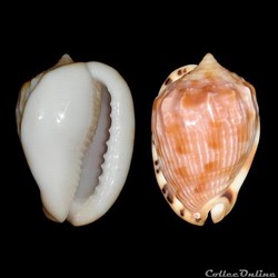 Cassidae - Cypraecassis testiculus (Linné, 1758)