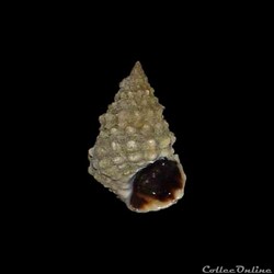 Littorinidae - Echinolittorina tuberculata (Menke, 1828)