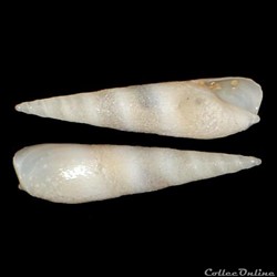 Terebridae - Hastula aciculina (Lamarck, 1822)